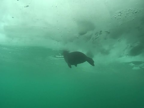 Baikal seal pup under the ice of lake Baikal