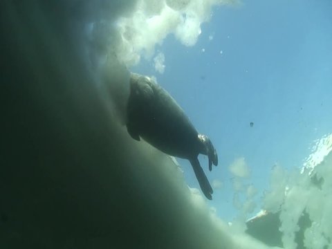 Baikal seal pup under the ice of lake Baikal
