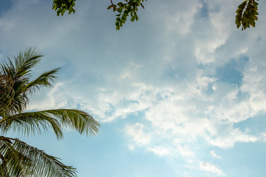 Palm leaves on the sky background