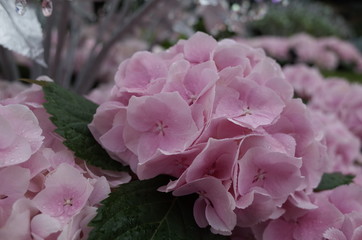 Obraz premium 花