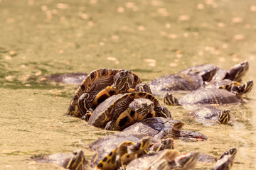 Water turtles (Trachemys scripta elegans) basks in the sun close-up