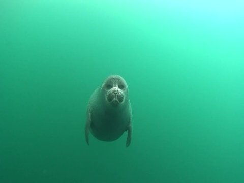 Baikal seal pup under the ice of lake Baikal