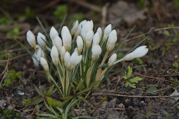 White snowdrops in spring garden close up