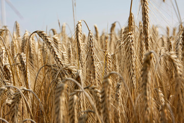 A rye field