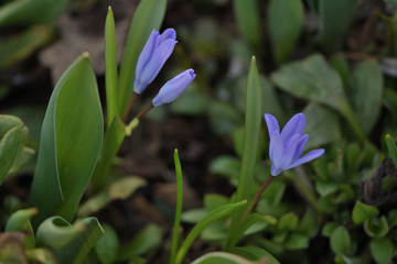 Blue Scylla snowdrops in spring garden close up