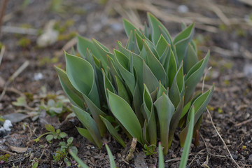 young plant in the garden