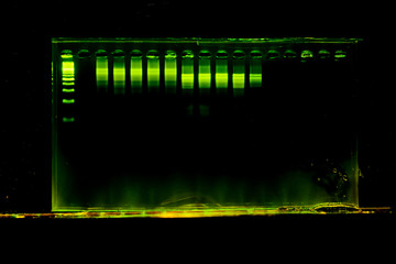 the science DNA analysis by PCR-RFLP of Apis mellifera by gel electrophoresis, PCR band of honey bees, DNA sequencing technique and gel electrophoresis.