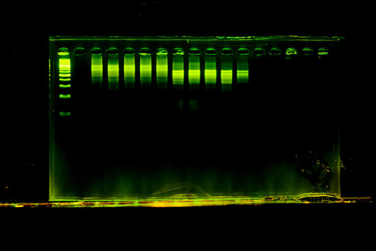 The Science DNA Analysis By PCR-RFLP Of Apis Mellifera By Gel Electrophoresis, PCR Band Of Honey Bees, DNA Sequencing Technique And Gel Electrophoresis.