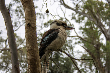 Laughing kookaburra sitting on a tree near Adelaide, South Australia
