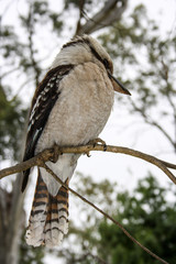 Laughing kookaburra sitting on a tree near Adelaide, South Australia