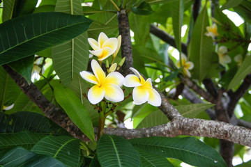 Plumeria or Frangipani blossom close-up, South Australia
