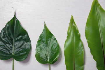leaf on vintage background