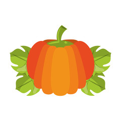 Pumpkin on leaves fresh vegetable