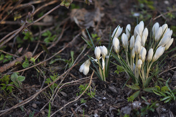 White snowdrops in spring garden 