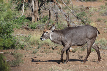 Wasserbock / Waterbuck / Kobus ellipsiprymnus