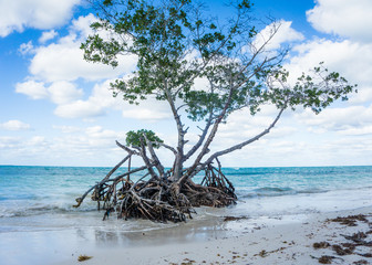 Fototapeta premium tree on the beach