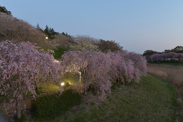 風土記の丘　しだれ桜