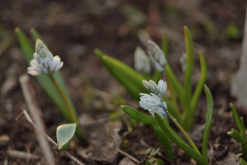 Muscari mouse hyacinth in spring garden close up