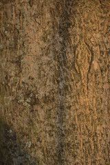 old wood texture of bark of a tree
