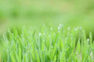 Closeup nature view and abstract Bokeh of green leaf on blurred green background with copy space for text.