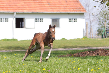 Fohlen