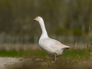 Obraz premium White goose walking and looking for food at sunrise