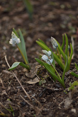 Muscari mouse hyacinth in spring garden close up