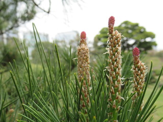 Japanese spring - Pine tree