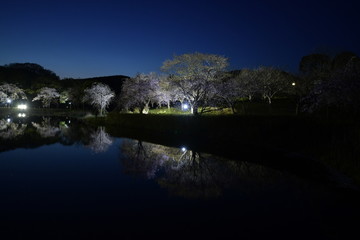 風土記の丘　しだれ桜