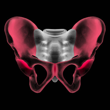 X-ray of human pelvis bone anterior view red highlight in hip bone pain- 3D Medical illustration- Human anatomy concept- Isolated on black background