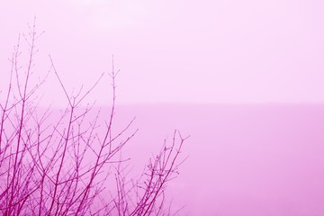 Thin tree branches on the pink sky background. Toned photo
