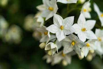 Weiße Jasmine Pflanze blüht im Frühling