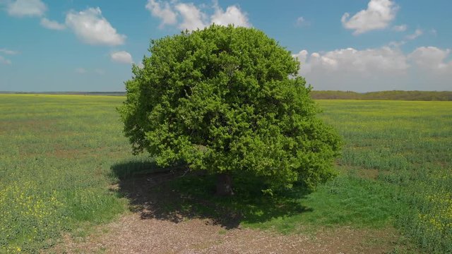 Drone orbiting an alder tree
