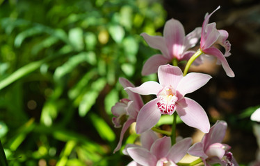 Pink orchid on green leaves sunny background