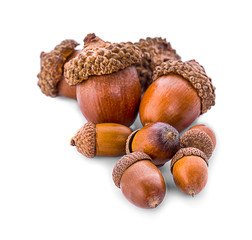 acorns isolated on a white background
