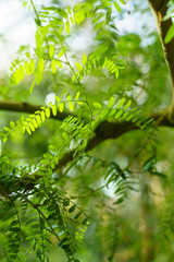 Green leaves texture. Fresh spring tropical leaves background