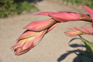 Fleur d'agave au printemps