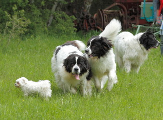 dogs playing on green grass
