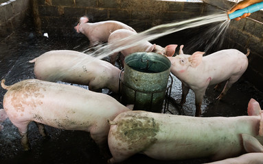 Hot air injecting water to the pig on the farm, pig farm