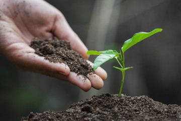 Hands of farmer growing and nurturing tree growing on fertile soil,  environment Earth Day In the hands of trees growing seedlings,  protect nature