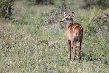 Wasserbock / Waterbuck / Kobus ellipsiprymnus..