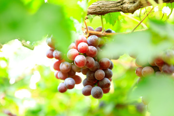 Ripe grapes in fall