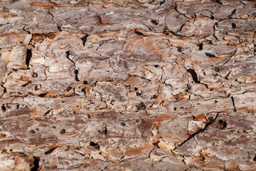 The texture of the bark of an old pine tree.