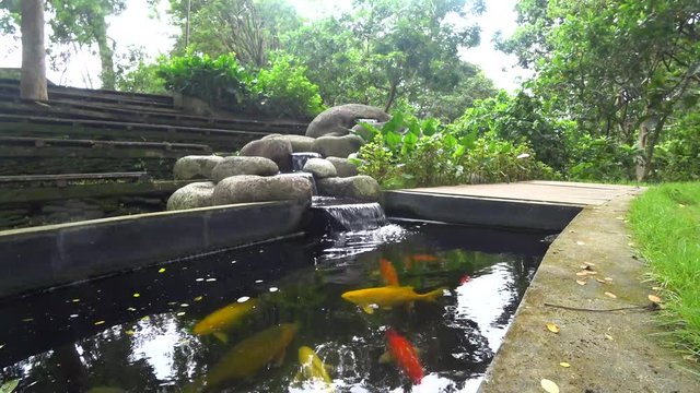 koi, colored carp, swims in a pond, 4k video