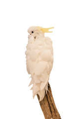 Parrot white feather holding branch