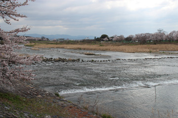 katsura-gawa river in kyoto (japan)