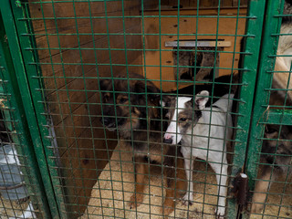 Dog in animal shelter, homeless dog in the cage