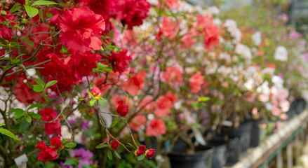 Blooming red rhododendron (azalea), close-up, selective focus, copy space.