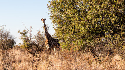 Giraffe at Sondela