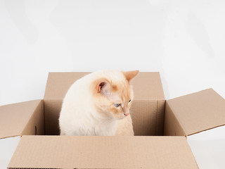 Fototapeta premium Ginger tomcat lying in the paper box, cardboard box with a cat on white background